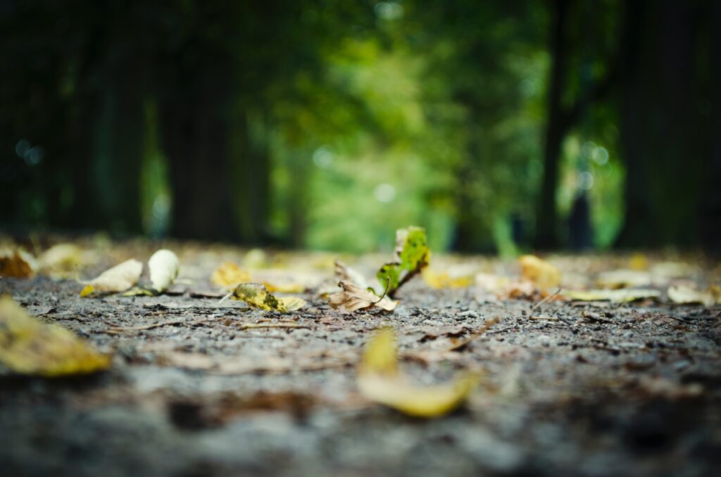 Blätter auf dem Boden